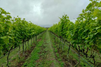 Produção de vinhos no Brasil cresce 38% em 2025