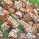 Extração ilegal de madeira é registrada em Nazaré das Farinhas