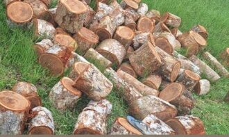 Extração ilegal de madeira é registrada em Nazaré das Farinhas