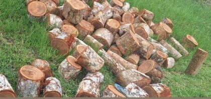 Extração ilegal de madeira é registrada em Nazaré das Farinhas