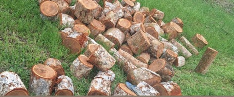 Extração ilegal de madeira é registrada em Nazaré das Farinhas