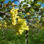 Nordeste diminui dependência do mercado internacional em 2025 e alcança US$ 24,8 bilhões em exportações