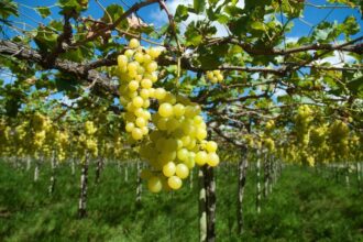 Nordeste diminui dependência do mercado internacional em 2025 e alcança US$ 24,8 bilhões em exportações