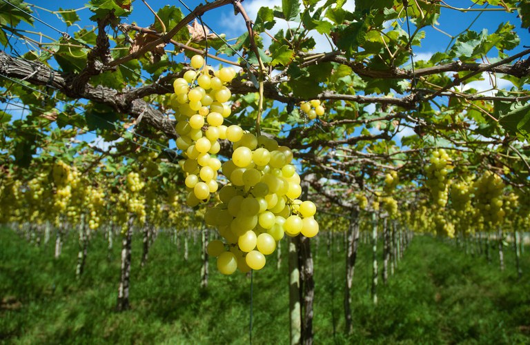 Nordeste diminui dependência do mercado internacional em 2025 e alcança US$ 24,8 bilhões em exportações