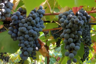 Novas uvas lançadas pela Embrapa reforçam produção de sucos e vinhos brasileiros