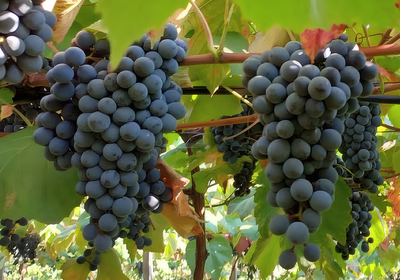 Novas uvas lançadas pela Embrapa reforçam produção de sucos e vinhos brasileiros