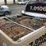 PM apreende 18 aves silvestres em Dias d’Ávila