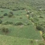 Plantação ocupava seis hectares em fazenda de Brotas