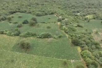 Plantação ocupava seis hectares em fazenda de Brotas