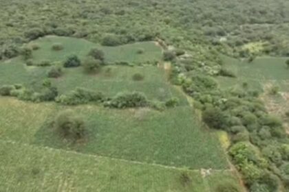 Plantação ocupava seis hectares em fazenda de Brotas