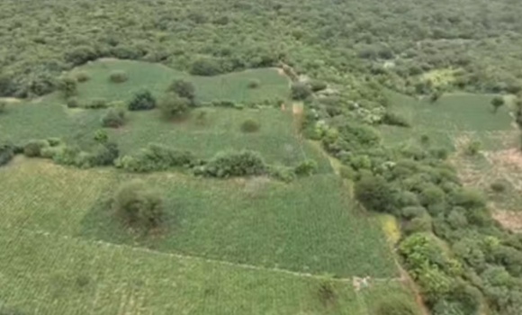 Plantação ocupava seis hectares em fazenda de Brotas