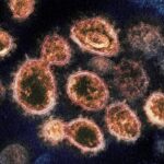 Substância extraída de fungo mostra potencial contra câncer de mama agressivo