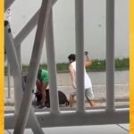 Vídeo: Mulher é agredida após briga entre cães em Santo Antônio de Jesus