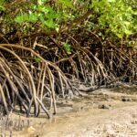 Nordeste concentra maior área de manguezais do país e Bahia se destaca no cenário nacional