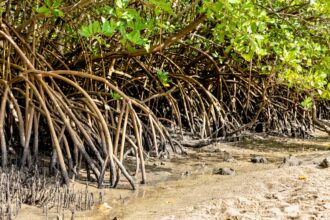 Nordeste concentra maior área de manguezais do país e Bahia se destaca no cenário nacional