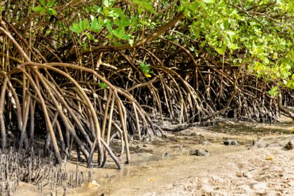 Nordeste concentra maior área de manguezais do país e Bahia se destaca no cenário nacional