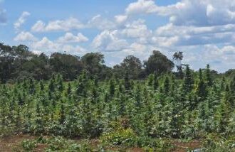 Operação Deméter erradica plantação com cerca de 180 mil pés de maconha na zona rural de Bonito | SSP