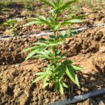 PM erradica mais de 170 mil pés de maconha em Abaré