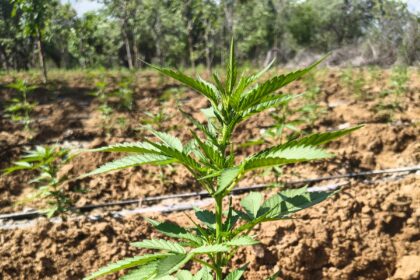 PM erradica mais de 170 mil pés de maconha em Abaré