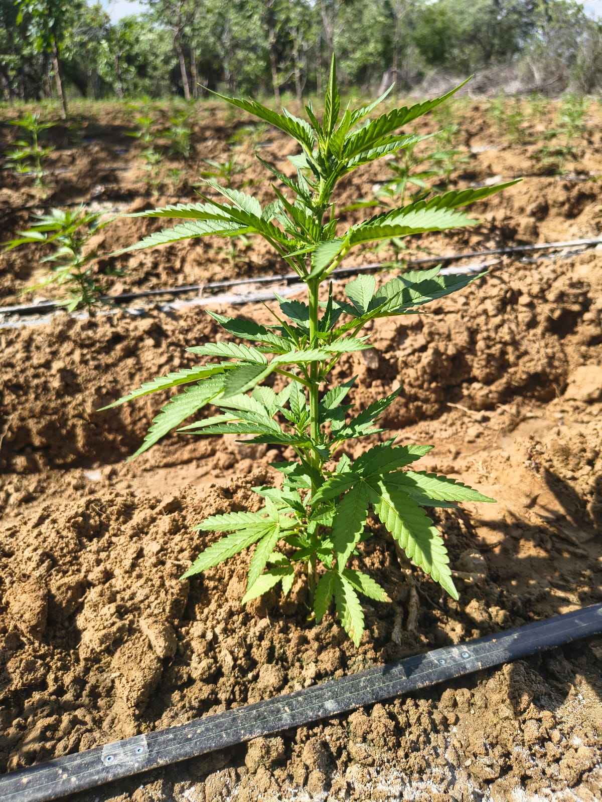 PM erradica mais de 170 mil pés de maconha em Abaré