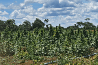 Polícia Civil erradica plantação com mais de 180 mil pés de maconha na Chapada Diamantina