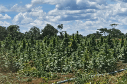 Polícia Civil erradica plantação com mais de 180 mil pés de maconha na Chapada Diamantina