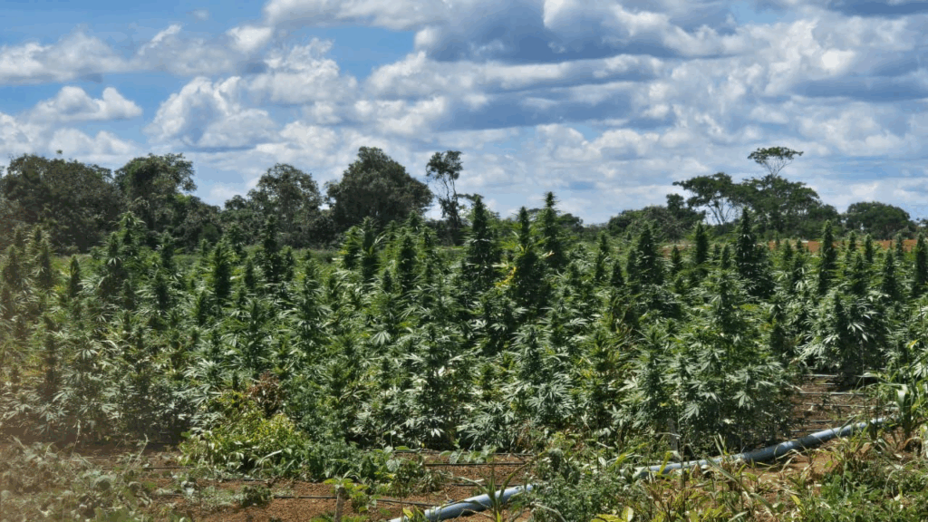 Polícia Civil erradica plantação com mais de 180 mil pés de maconha na Chapada Diamantina