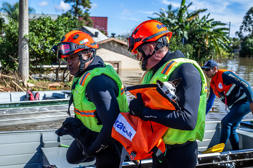 Política de proteção a animais resgatados em desastres agora é lei — Senado Notícias