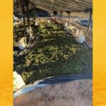 Bahia atinge marca de 1 milhão de pés de maconha erradicados em 2026