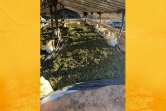 Bahia atinge marca de 1 milhão de pés de maconha erradicados em 2026