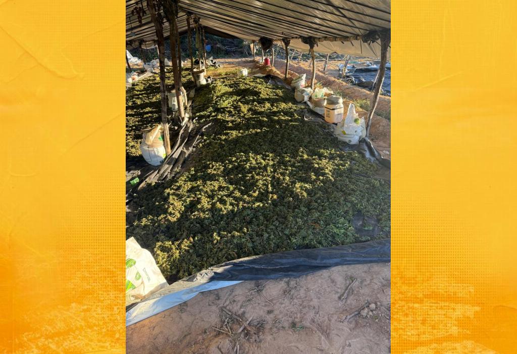 Bahia atinge marca de 1 milhão de pés de maconha erradicados em 2026