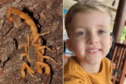 Criança de 3 anos morre após picada de escorpião