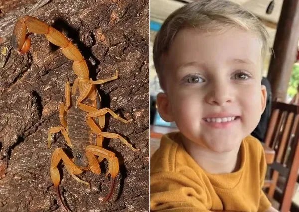 Criança de 3 anos morre após picada de escorpião