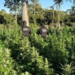 FICCO Bahia, PM, PC e DPT localizam roça com aproximadamente 50 mil pés de maconha | SSP