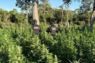 FICCO Bahia, PM, PC e DPT localizam roça com aproximadamente 50 mil pés de maconha | SSP