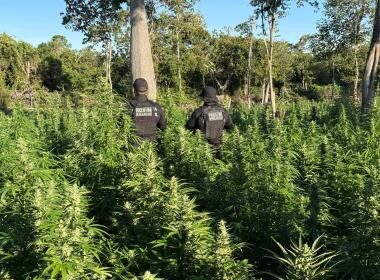 FICCO Bahia, PM, PC e DPT localizam roça com aproximadamente 50 mil pés de maconha | SSP