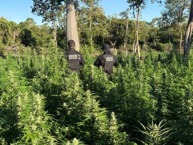 FICCO Bahia, PM, PC e DPT localizam roça com aproximadamente 50 mil pés de maconha | SSP