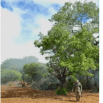 Forças de segurança erradicam 140 mil pés de maconha