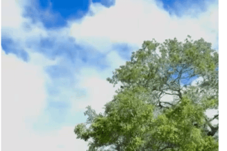 Forças de segurança erradicam 140 mil pés de maconha