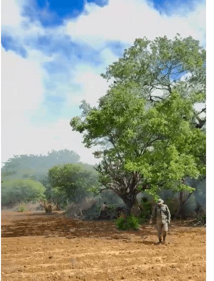 Forças de segurança erradicam 140 mil pés de maconha