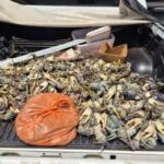 PM realiza apreensão de animais silvestres durante operação de defeso em Valença | SSP