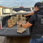 Polícia Civil resgata 15 aves silvestres vítimas de maus-tratos em cidade da Bahia