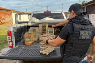 Polícia Civil resgata 15 aves silvestres vítimas de maus-tratos em cidade da Bahia