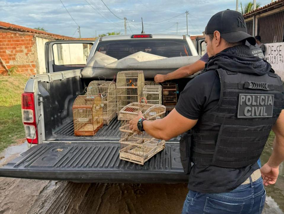 Polícia Civil resgata 15 aves silvestres vítimas de maus-tratos em cidade da Bahia
