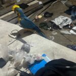Polícia apreende drogas e resgata arara após confronto com suspeitos em Aratuípe