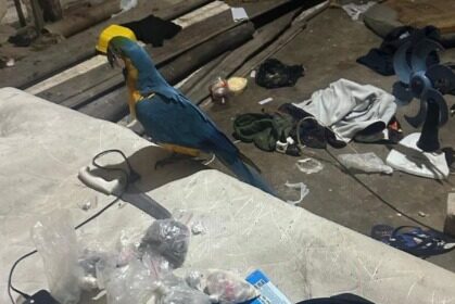 Polícia apreende drogas e resgata arara após confronto com suspeitos em Aratuípe