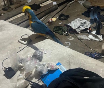 Polícia apreende drogas e resgata arara após confronto com suspeitos em Aratuípe
