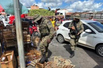 PM resgata 65 animais silvestres e conduz 5 suspeitos em Alagoinhas e Feira de Santana | SSP