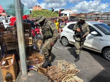 PM resgata 65 animais silvestres e conduz 5 suspeitos em Alagoinhas e Feira de Santana | SSP