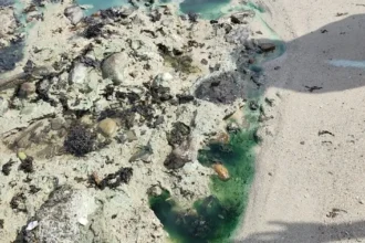 Polícia Federal abre inquérito para investigar manchas em praia de Salvador